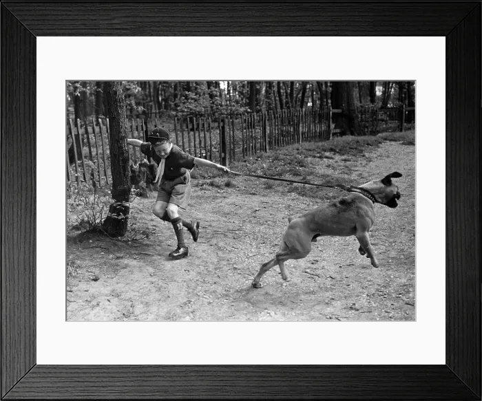 Framed Print : Bob A Job. 14th May 1949: A Boy Scout has trouble walking a large dog in the park Framed Print : Bob A Job. 14th May 1949: A Boy Scout has trouble walking a large dog in the park