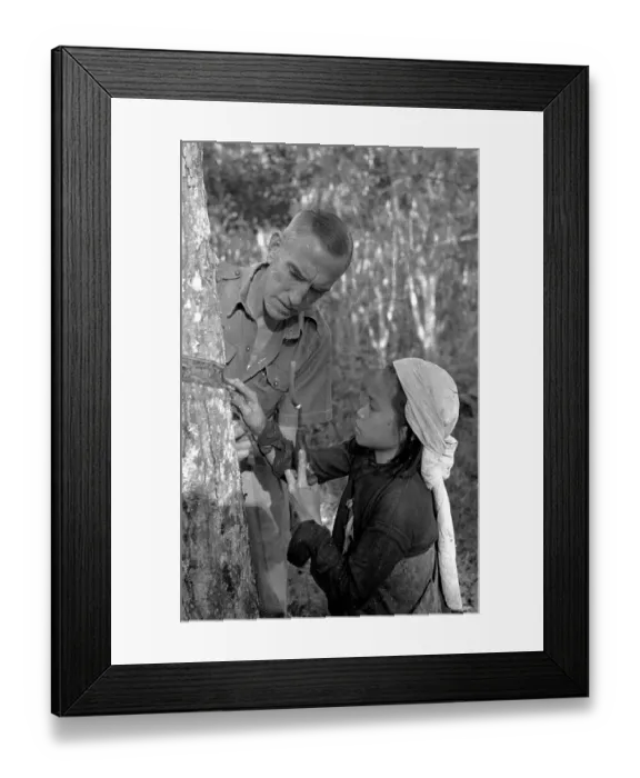 Framed Print : Rubber Tree Framed Print : Rubber Tree