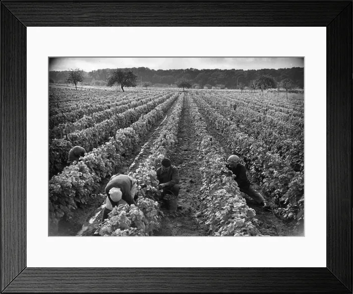 Framed Print : French Vineyard Framed Print : French Vineyard
