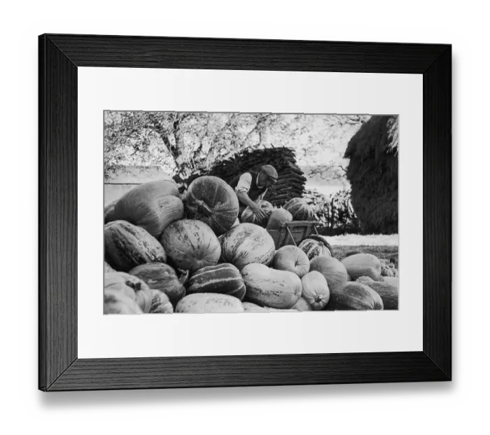 Framed Print : Squash Harvest Framed Print : Squash Harvest