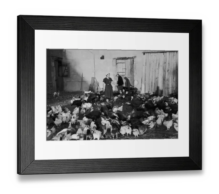 Framed Print : Chicken Feed Framed Print : Chicken Feed