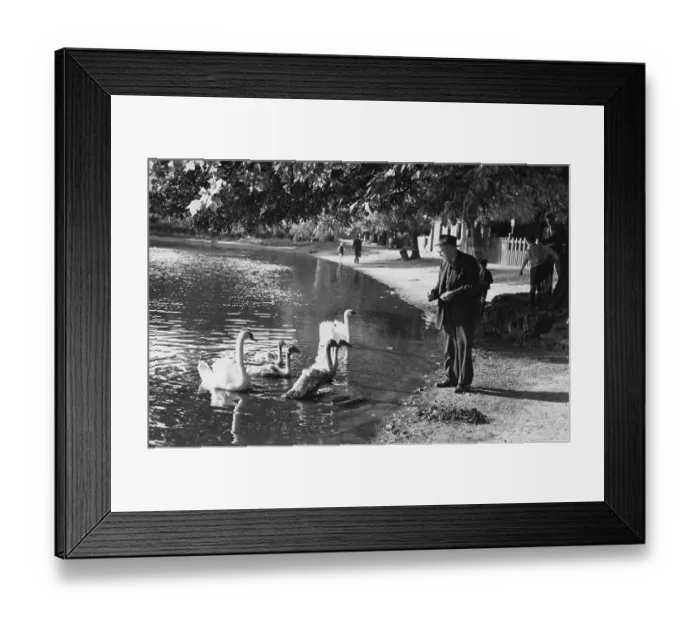 Framed Print : Feeding The Swans Framed Print : Feeding The Swans