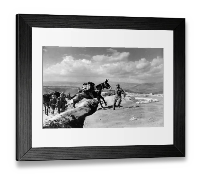 Framed Print : Infantry And Mules Framed Print : Infantry And Mules