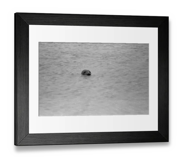 Framed Print : Old Bull Seal Framed Print : Old Bull Seal