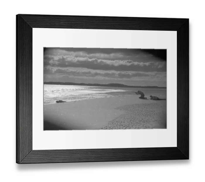 Framed Print : Seal Shooting Framed Print : Seal Shooting