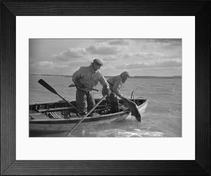 Framed Print : Caught Seal Framed Print : Caught Seal