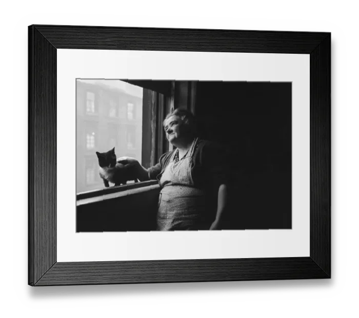 Framed Print : Glasgow Cat Framed Print : Glasgow Cat