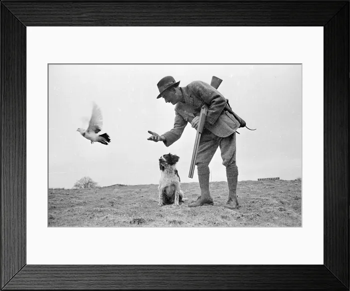 Framed Print : Chasing Pigeon Framed Print : Chasing Pigeon