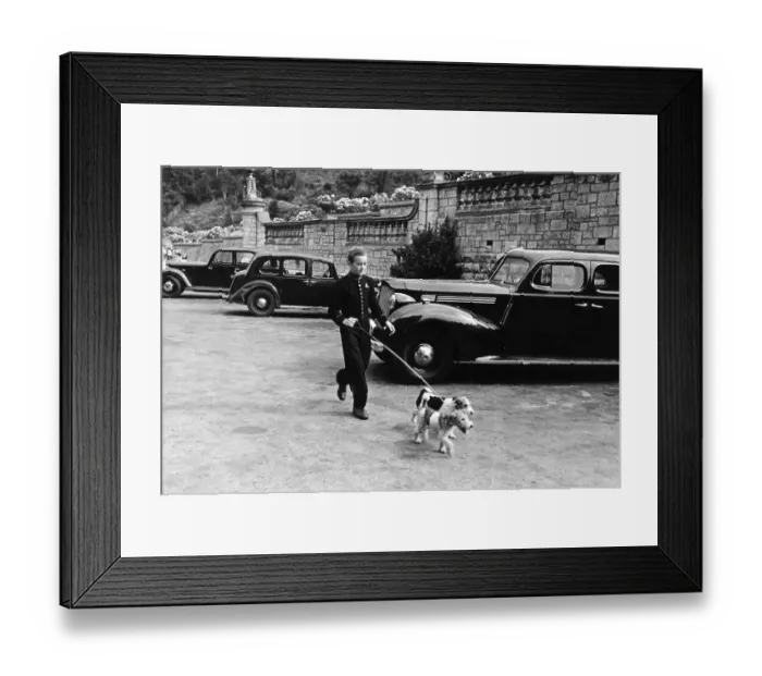 Framed Print : Walking Dogs Framed Print : Walking Dogs