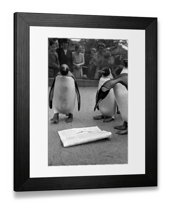 Framed Print : Group Of Penguins Framed Print : Group Of Penguins