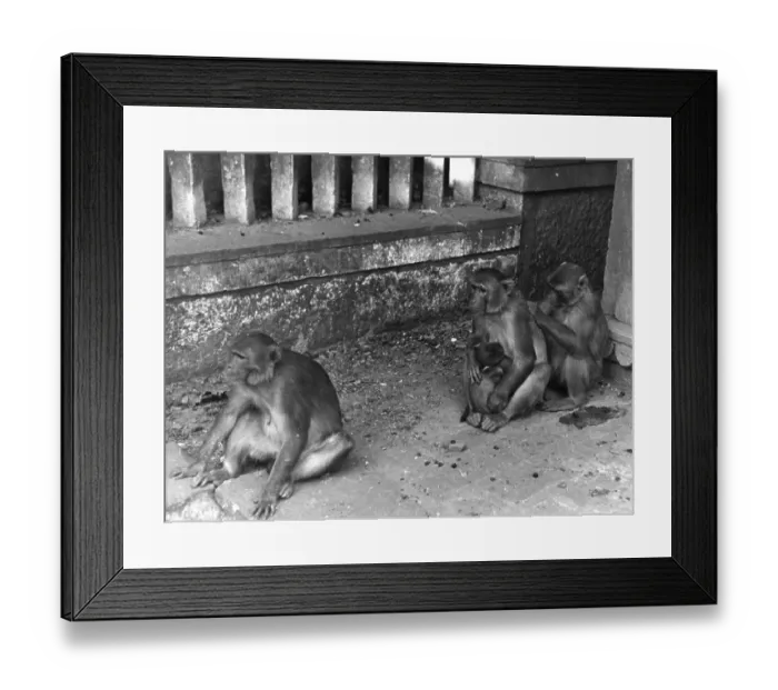 Framed Print : Captive Monkeys Framed Print : Captive Monkeys