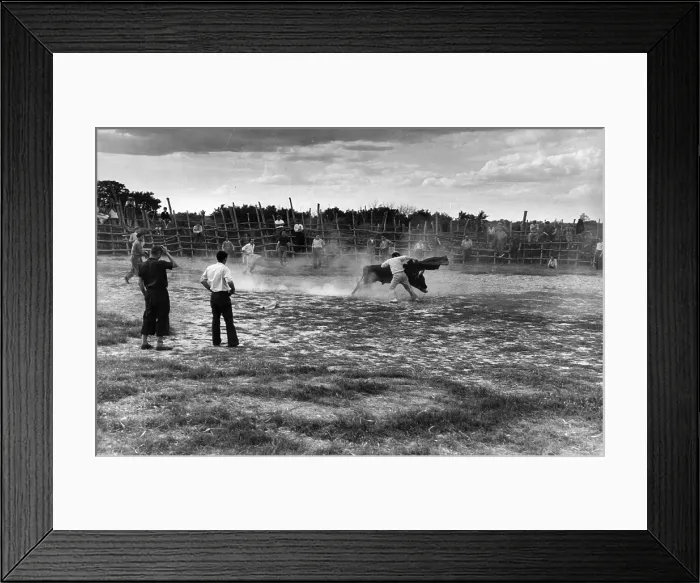 Framed Print : Bull Tease Framed Print : Bull Tease