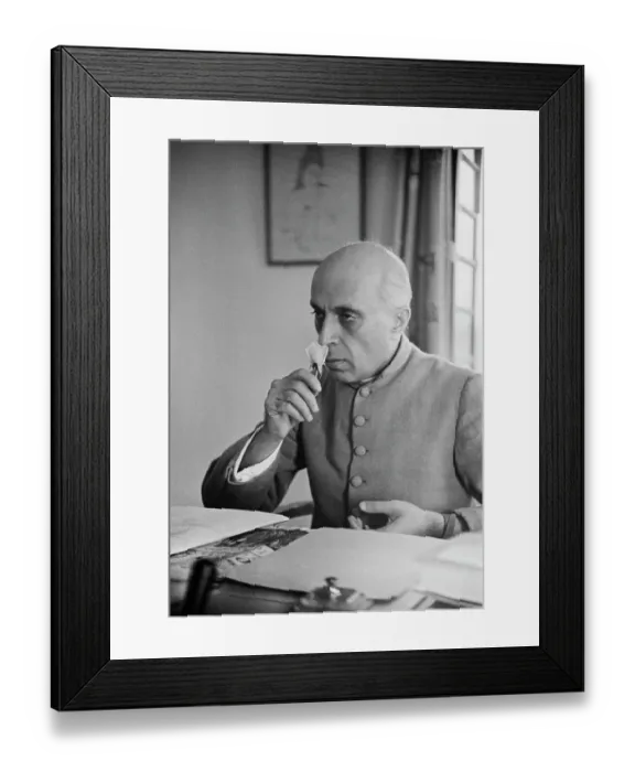 Framed Print : Nehru's Flower Framed Print : Nehru's Flower