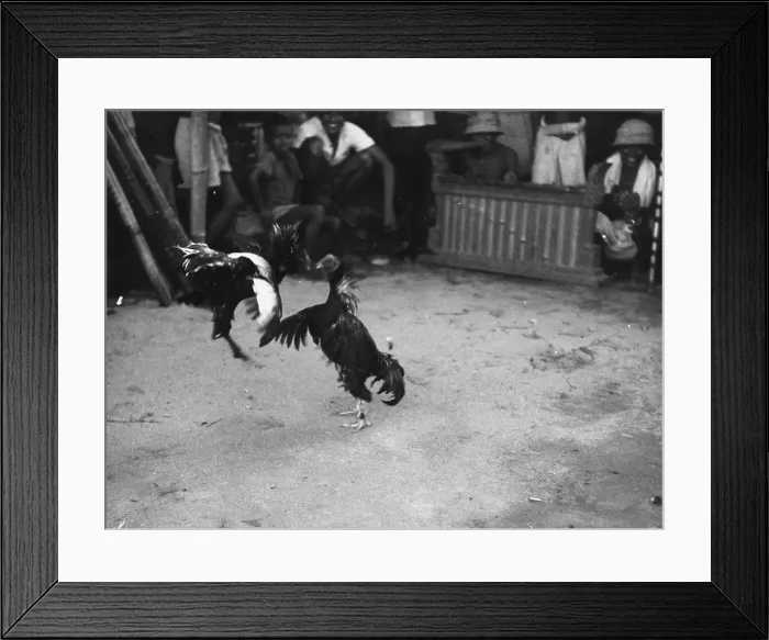 Framed Print : Cock Fight Framed Print : Cock Fight