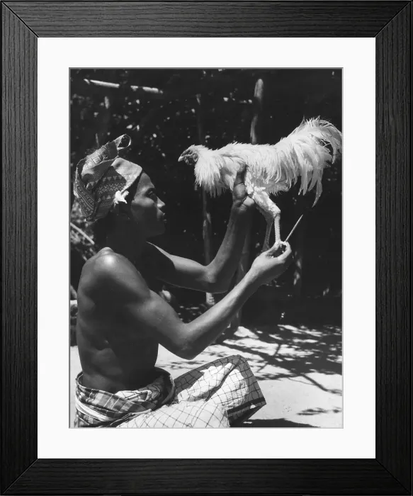 Framed Print : Cock Fight Framed Print : Cock Fight