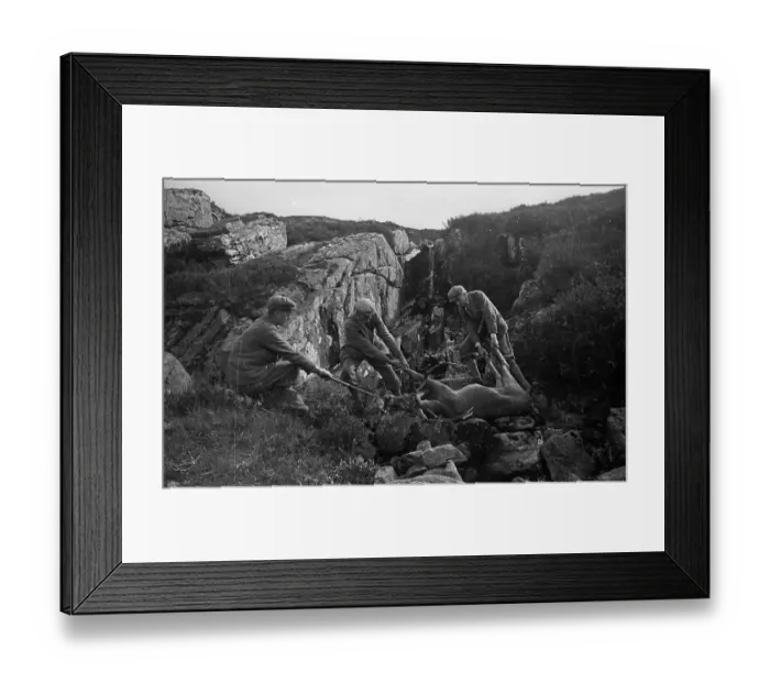 Framed Print : Dragging Stag Framed Print : Dragging Stag
