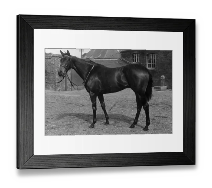 Framed Print : King's Horse Framed Print : King's Horse