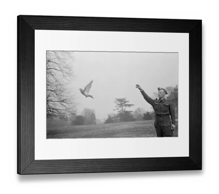 Framed Print : British Army Pigeon Framed Print : British Army Pigeon