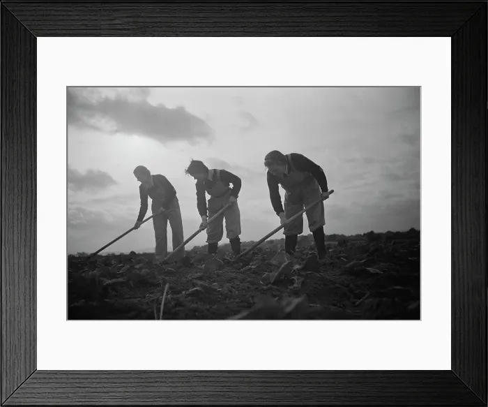 Framed Print : Land Girls At Work Framed Print : Land Girls At Work