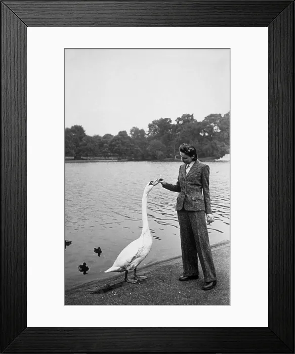 Framed Print : Feeding The Birds Framed Print : Feeding The Birds