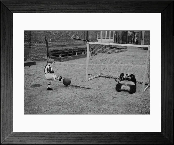 Framed Print : Peter And The Panda