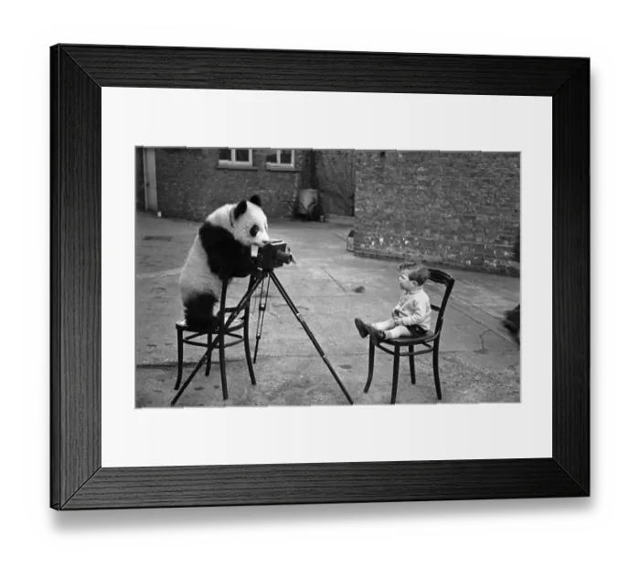 Framed Print : Panda Photo