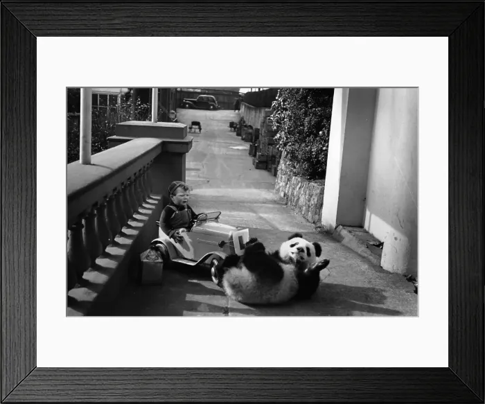 Framed Print : Playful Panda