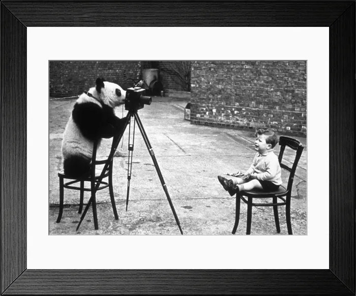 Framed Print : Panda Photographer