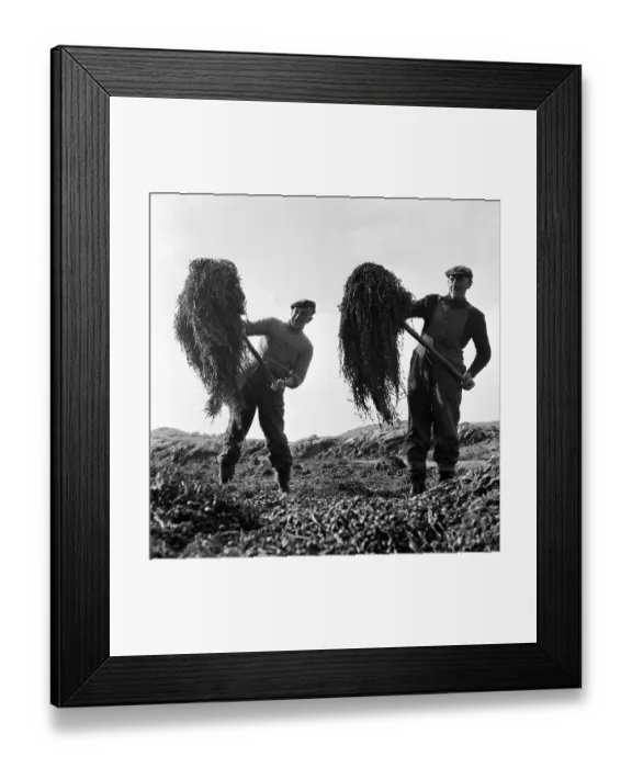 Framed Print : Seaweed Harvest Framed Print : Seaweed Harvest