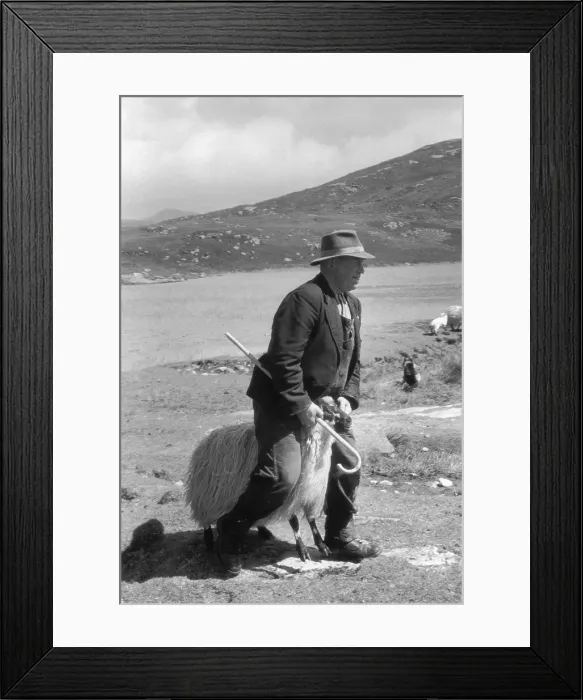 Framed Print : Ram Riding Framed Print : Ram Riding