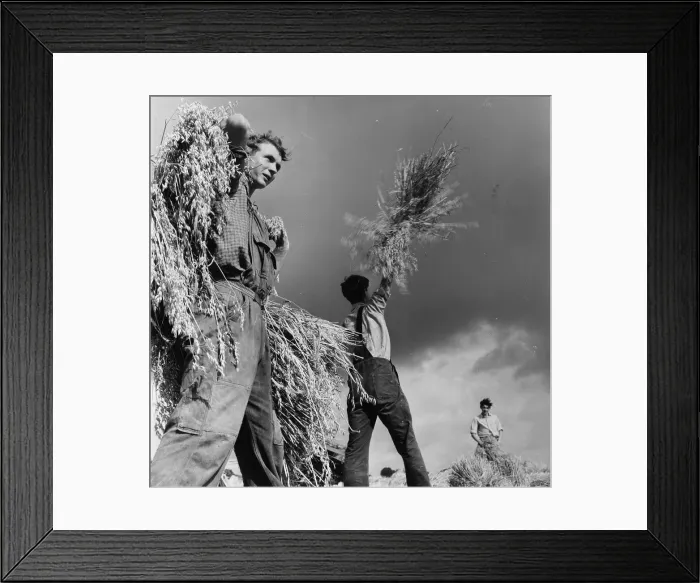 Framed Print : Crop Customs