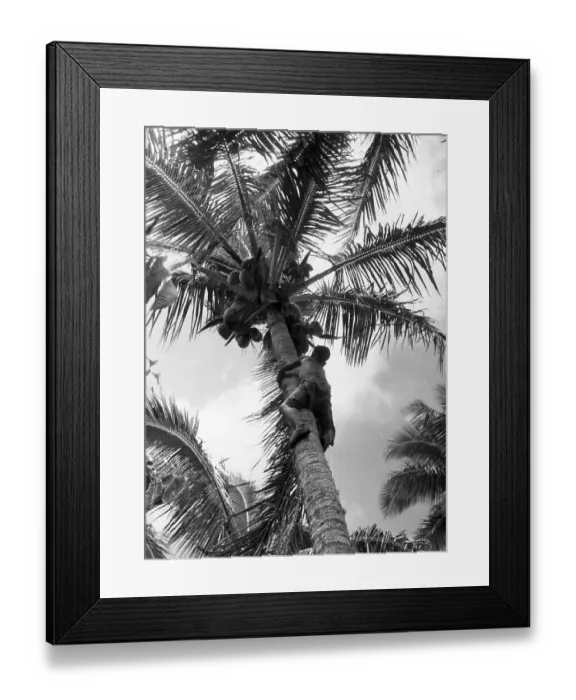 Framed Print : Climbing Palm Tree Framed Print : Climbing Palm Tree