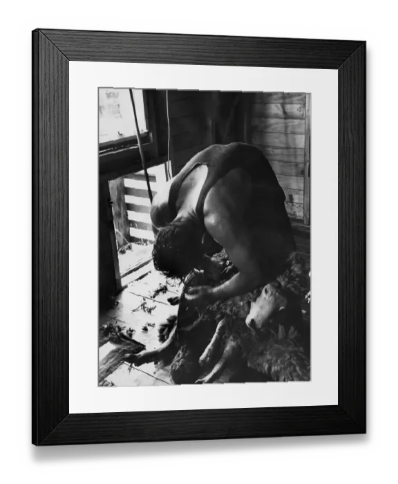Framed Print : Sheep Shearing Champ Framed Print : Sheep Shearing Champ