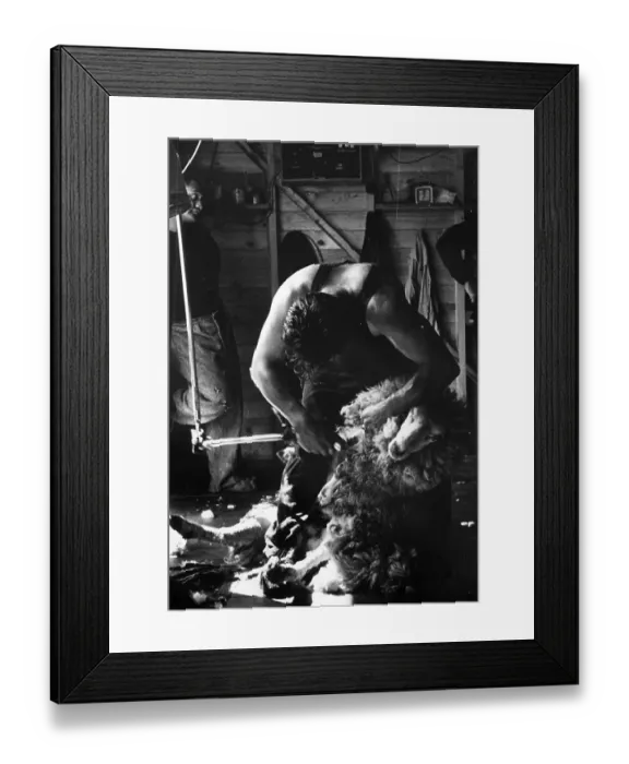 Framed Print : Sheep Shearing Framed Print : Sheep Shearing