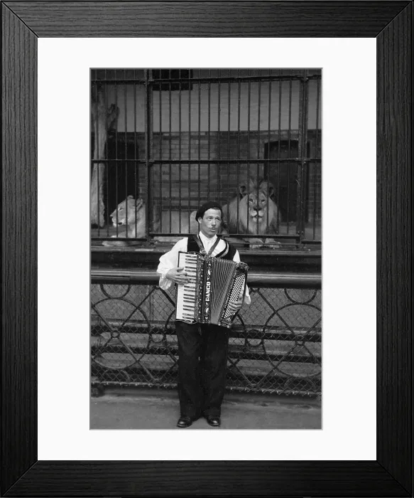 Framed Print : Zoo Music. 15th August 1953: Busker Al Purchase playing the accordion in Framed Print : Zoo Music. 15th August 1953: Busker Al Purchase playing the accordion in