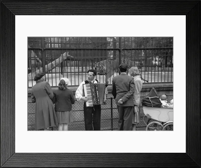 Framed Print : Zoo Accordion Framed Print : Zoo Accordion