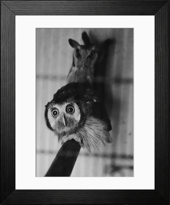 Framed Print : Owls At Zoo Framed Print : Owls At Zoo