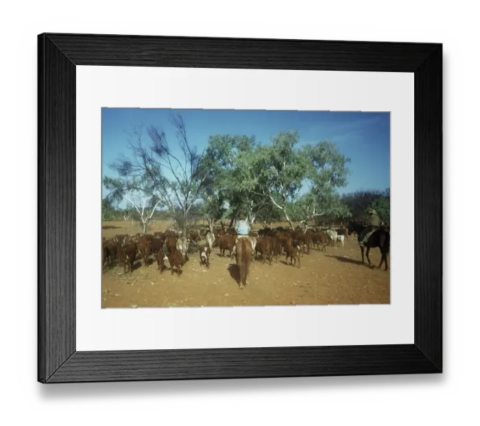 Framed Print : Cattle Herding Framed Print : Cattle Herding