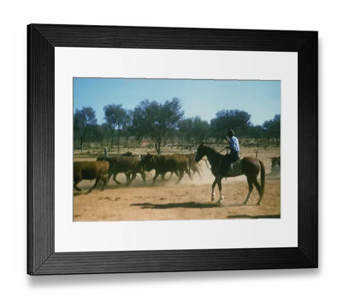 Framed Print : Herding Cattle Framed Print : Herding Cattle