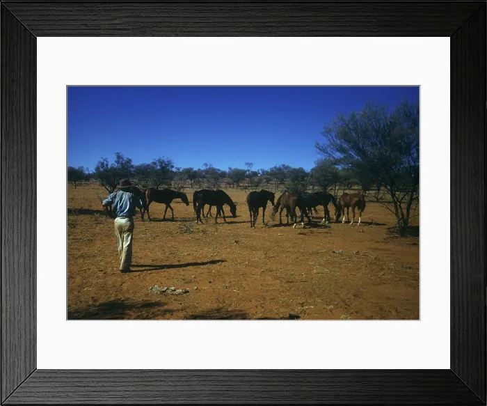 Framed Print : Stockman And Horses Framed Print : Stockman And Horses