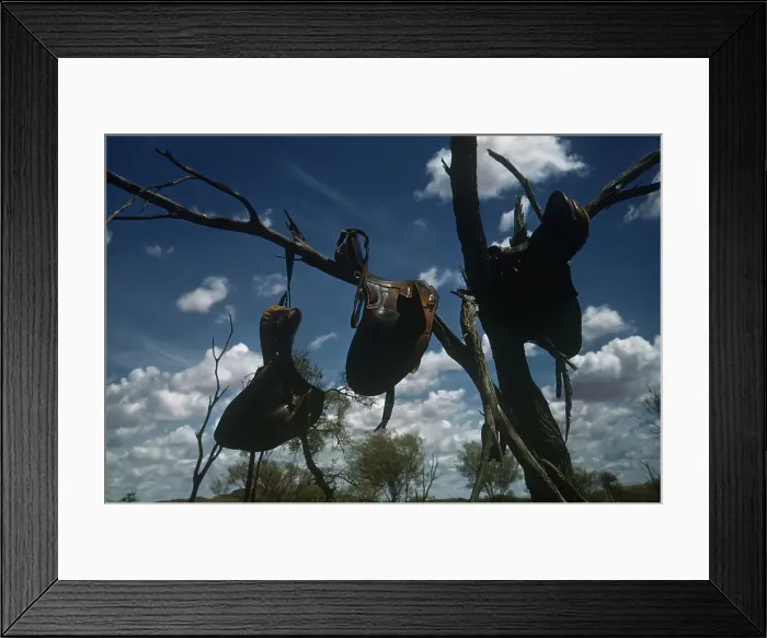 Framed Print : Saddles In Tree Framed Print : Saddles In Tree