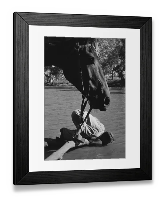 Framed Print : Thirsty Stockman Framed Print : Thirsty Stockman