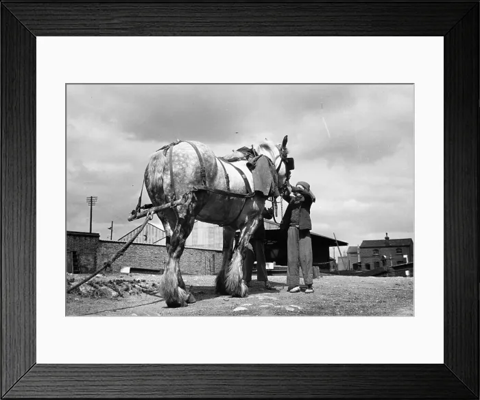 Framed Print : Horse Power Framed Print : Horse Power