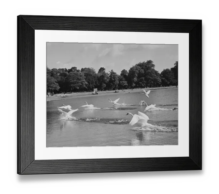 Framed Print : Swans Take Flight Framed Print : Swans Take Flight
