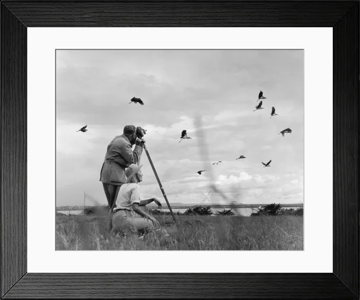 Framed Print : Filming Birds Framed Print : Filming Birds