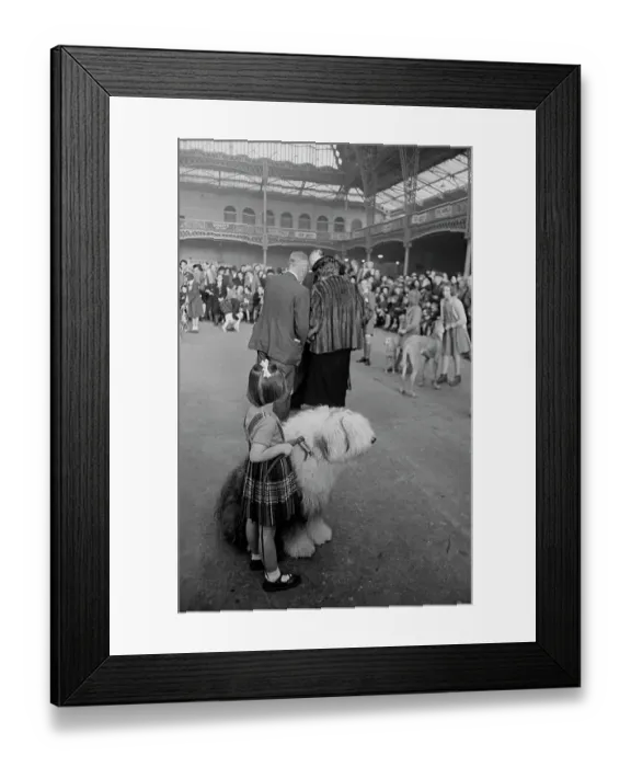 Framed Print : Judgement At Crufts Framed Print : Judgement At Crufts