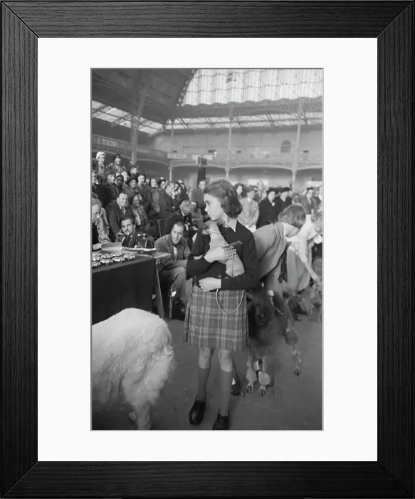 Framed Print : Chihuahua At Crufts