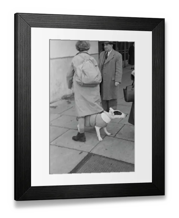 Framed Print : Bull Terrier At Crufts Framed Print : Bull Terrier At Crufts