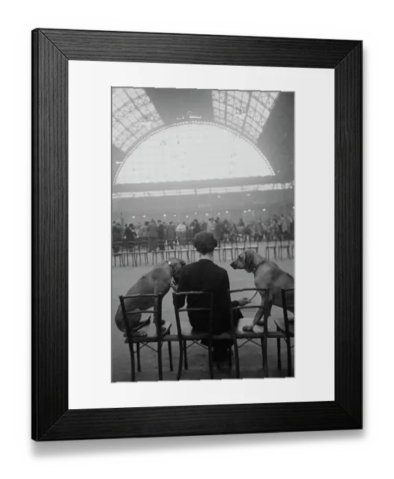 Framed Print : Crufts Contenders Framed Print : Crufts Contenders