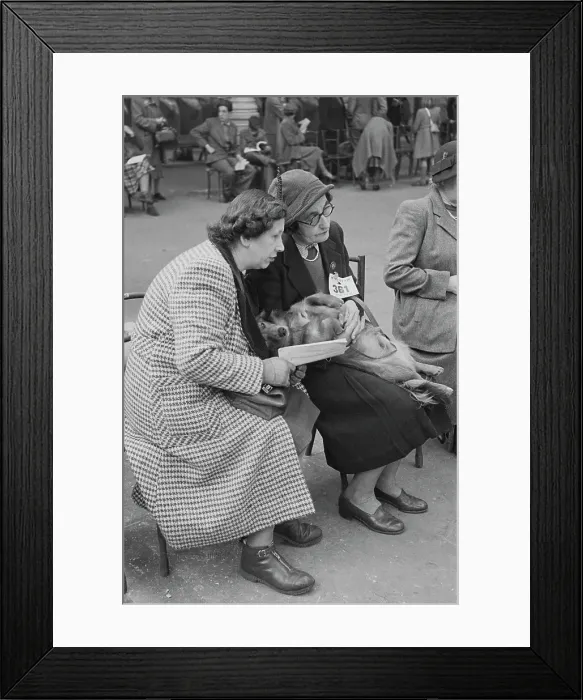 Framed Print : Crufts Dog Show Framed Print : Crufts Dog Show